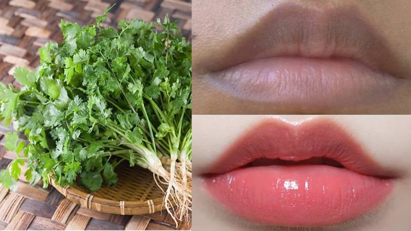 Coriander, if used properly and reasonably, can reduce dark spots on the lips, helping the lips gradually return to pink.