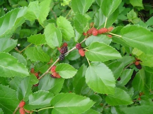 Mulberry leaves