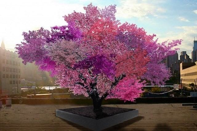 Tree of 40 fruits