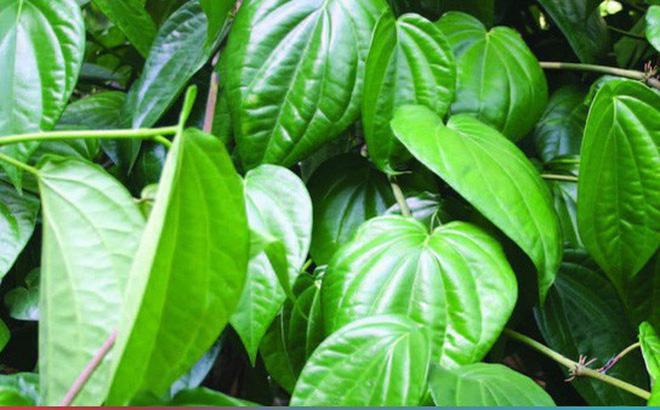 The way to treat back acne with betel leaves has won the hearts of many people not only because it is highly effective but also safe and benign for the skin.