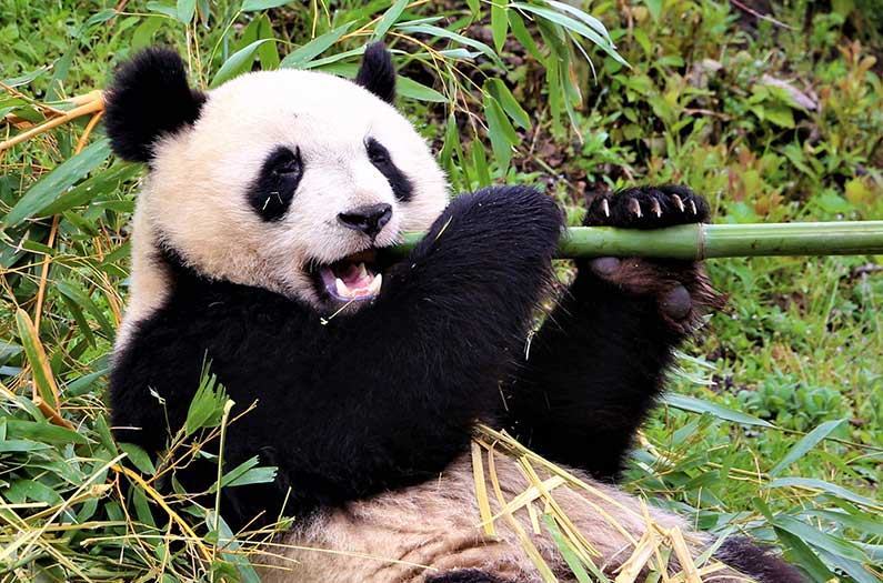 The main food of pandas is bamboo