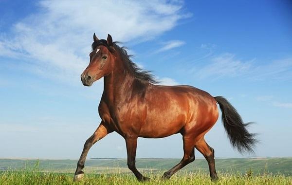 In 2021, the main source of income of the Horse will tend to increase