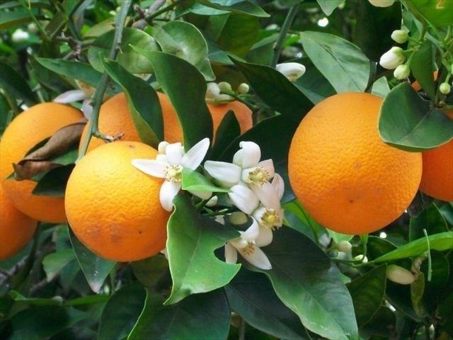 Fragrant orange scent