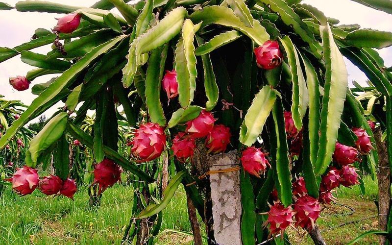 Cool and sweet dragon fruit