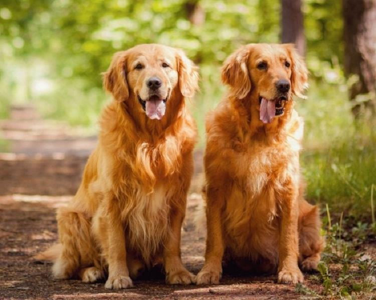 Golden Retriever is a healthy dog ​​breed