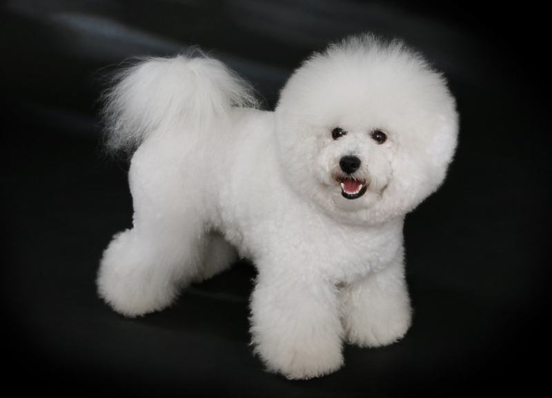  Bichon Frise has a compact body and a doll face