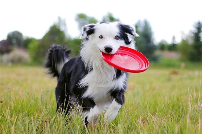 It will be great for your child to play frisbee with Collie