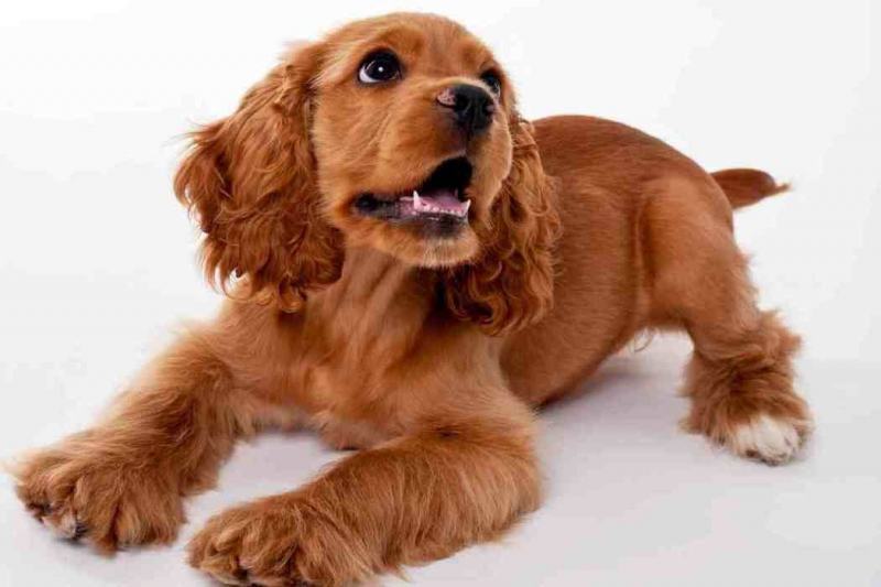 The Cocker Spaniel is an American breed of dog