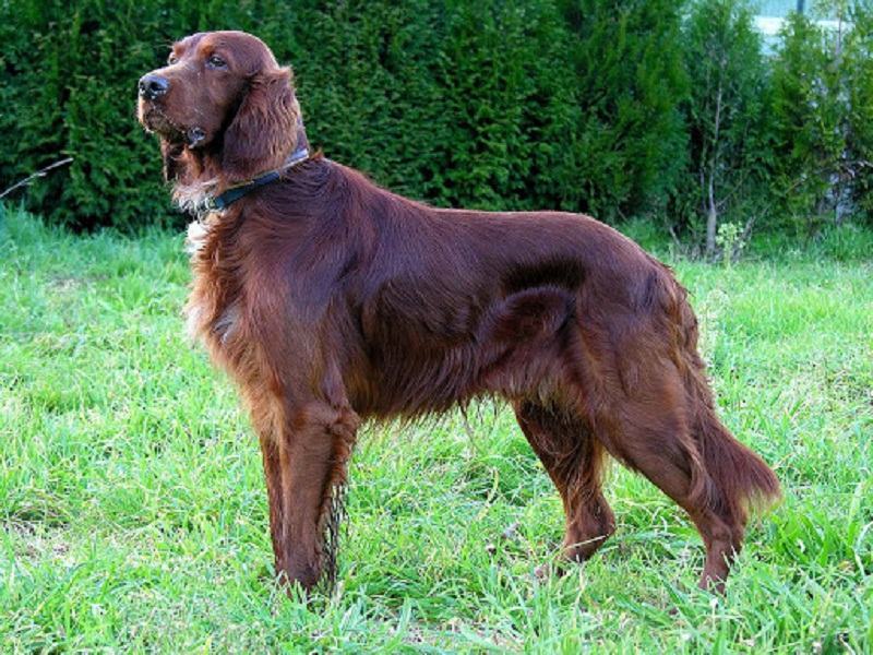 ﻿Irish Setter dogs are also very curious