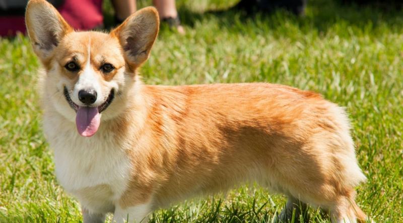 With her lovely short body, Corgi will be a great friend with children
