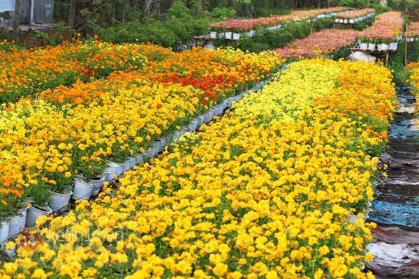 On the occasion of spring, Sa Dec flower village is full of life again