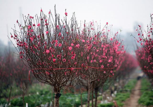 A peach forest showing off the beauty of Nhat Tan flower village