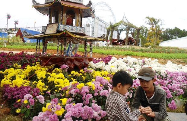 Chrysanthemum season at the idyllic Thai Phien flower village