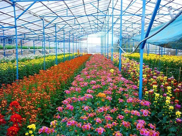 The scale and technique of growing flowers here are focused by the people