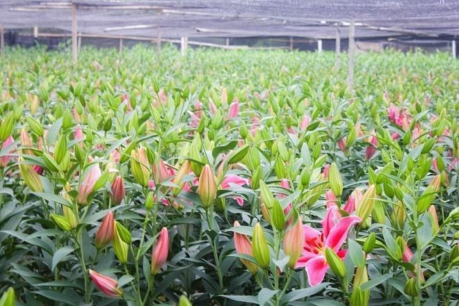 The lily gardens bloom in Tay Tuu flower village