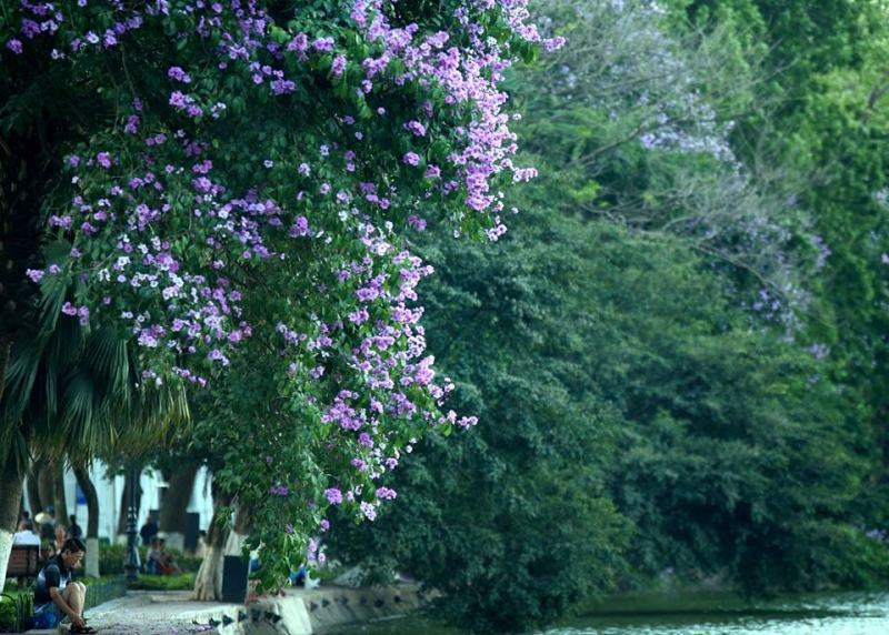 In the summer and autumn on Trang Thi street, in addition to looking at Annie's Little Hanoi, you can also live in a very romantic and poetic setting of Hanoi.