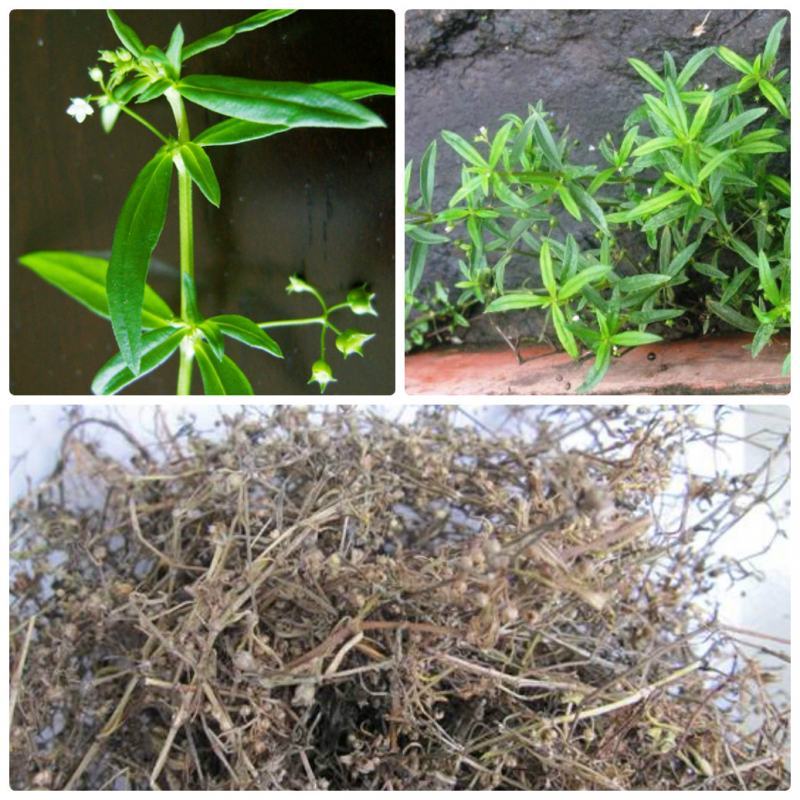 Bach Hoa Herb is a miraculous liver detoxifier