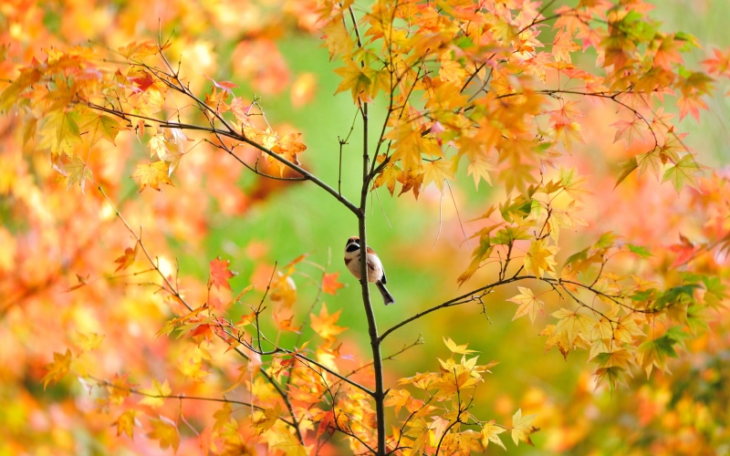 Autumn singing birds