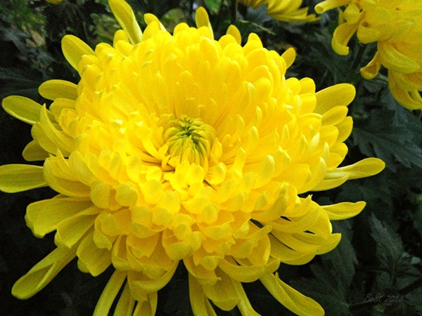 My Autumn - Is the yellow chrysanthemum