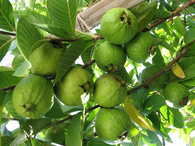 The fragrance of guava wafted in the wind was very fragrant.
