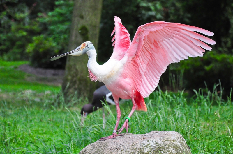 Pink spoon stork