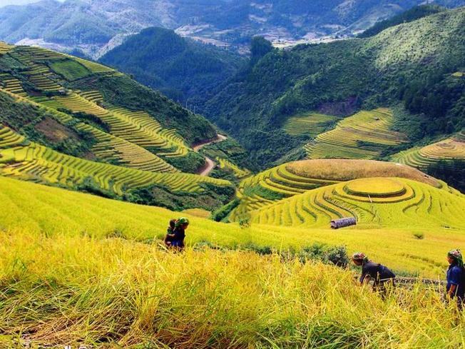 Muong Hoa valley in the ripe rice season