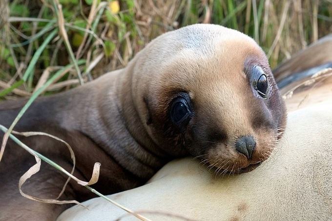 New Zealand sea lions. Photo: Christina Karliczek/BBC