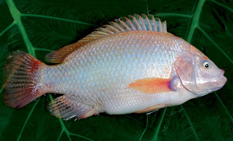Red tilapia