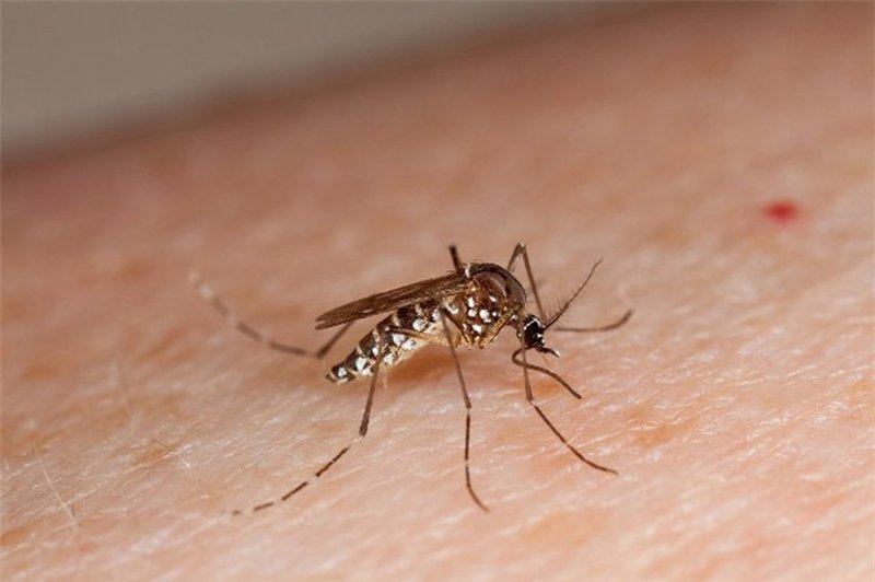 Mosquitoes are the cause of dengue fever