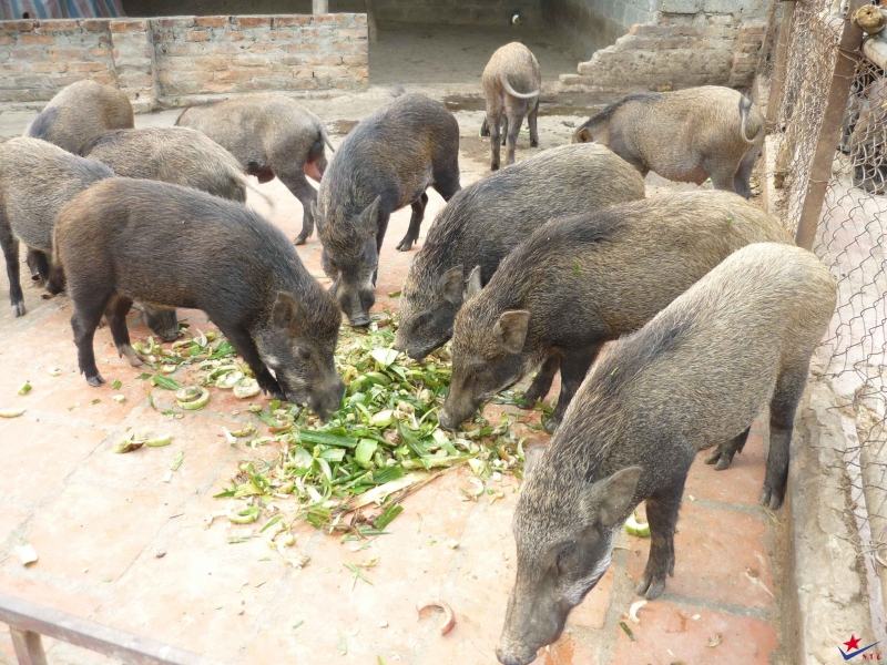 Breeding free-range pigs