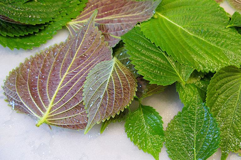 Cure cough with perilla leaves