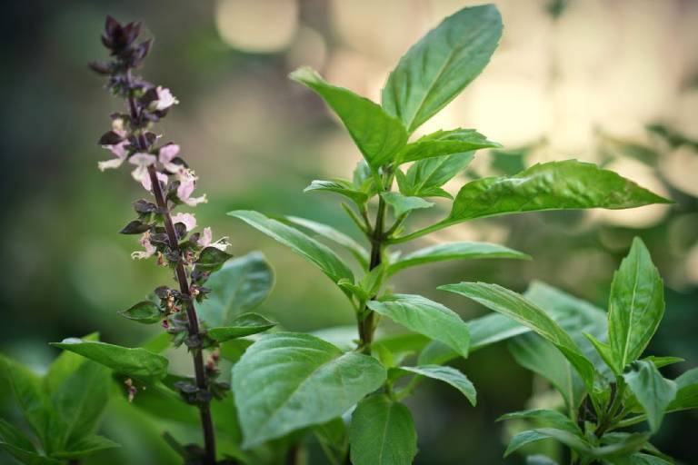 Basil also has antibacterial, bactericidal, and fungal properties that help fight respiratory infections, whooping cough, cough with phlegm, flu, bronchitis.