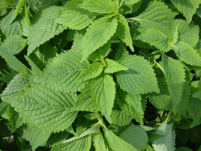 Cure cough with marjoram leaves