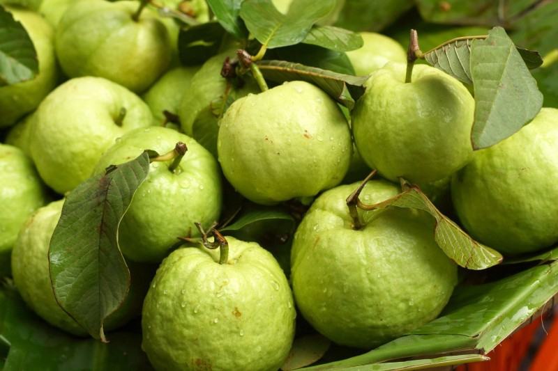Cure cough with guava