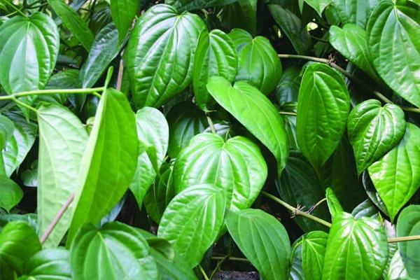 In the composition of betel leaves, there are poly-phenols that help to disinfect, repel internal pathogens and support pain relief for swelling and swelling.