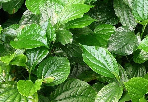 Treat shingles with betel leaves