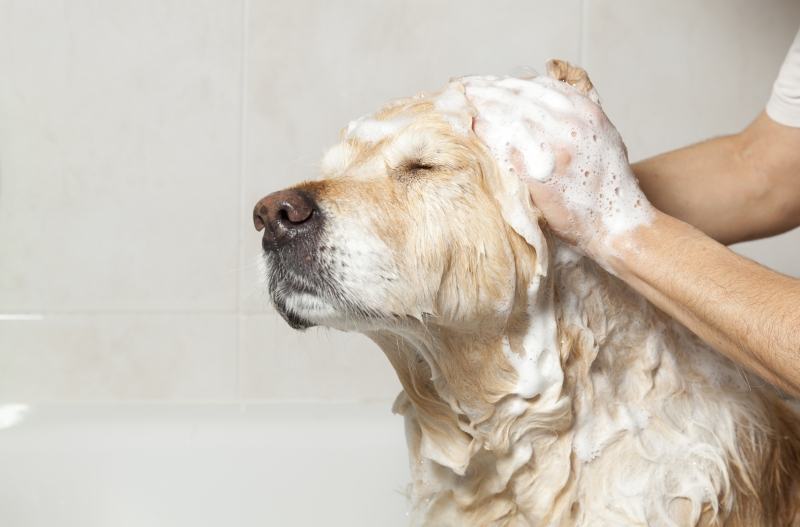 Bathe your dog often