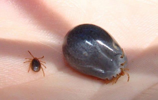 Female ticks