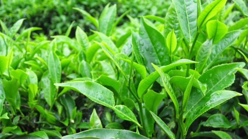 Using green tea leaves to treat gynecological infections is the secret of ancient mothers, which has been handed down to this day.