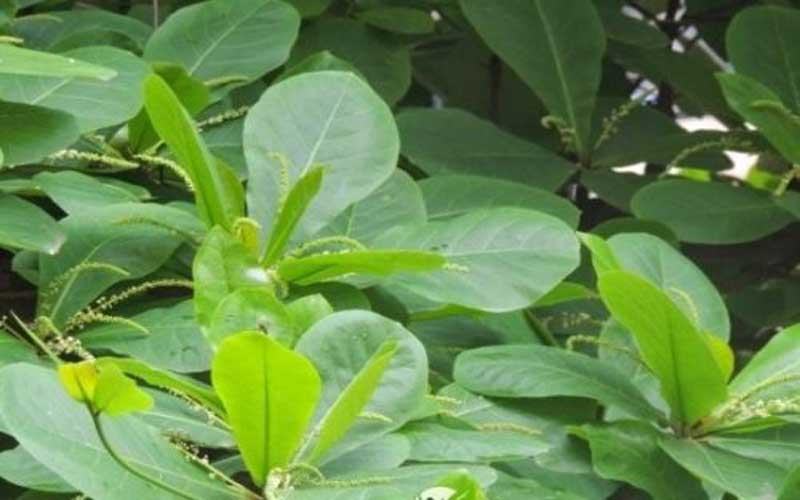 The leaves have many great uses in the treatment of gynecological diseases