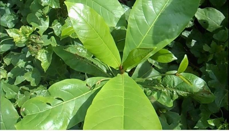 The leaves are very good for treating gynecological inflammation.