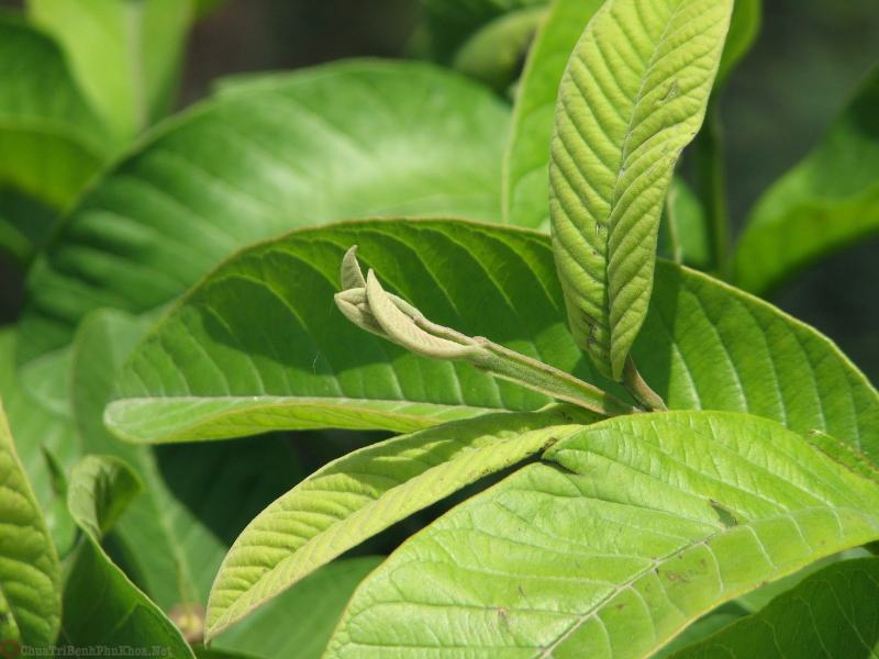 Treat gynecological diseases with guava leaves