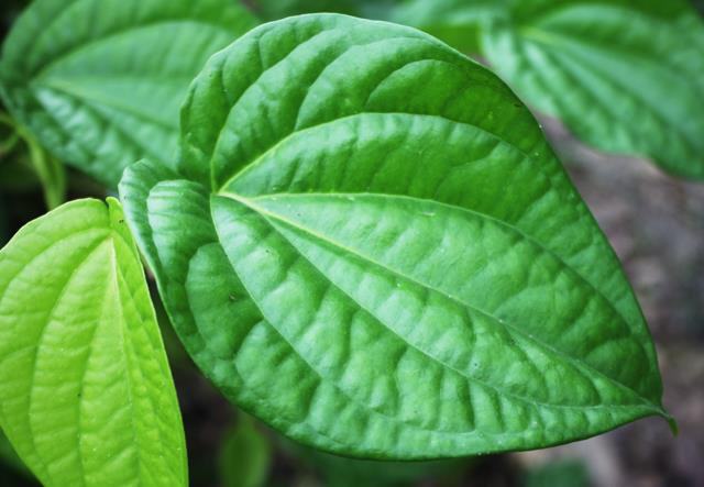 Cure gynecological inflammation with betel leaves