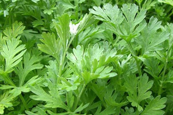Wormwood is also capable of causing miscarriage