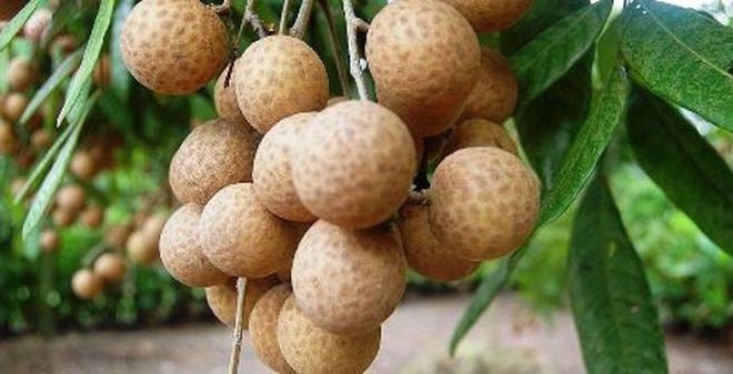 Pregnant women who eat longan will have abdominal pain and bleeding