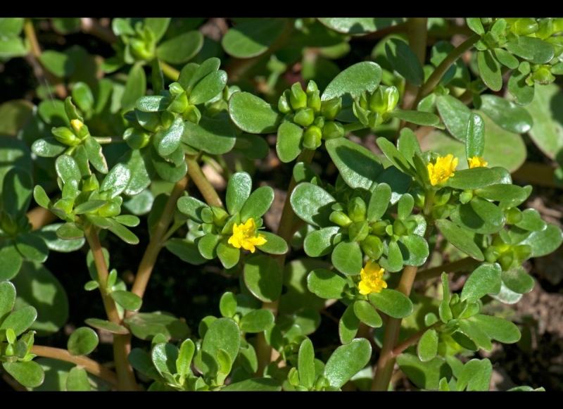 Purslane causes the uterus to contract strongly, causing miscarriage