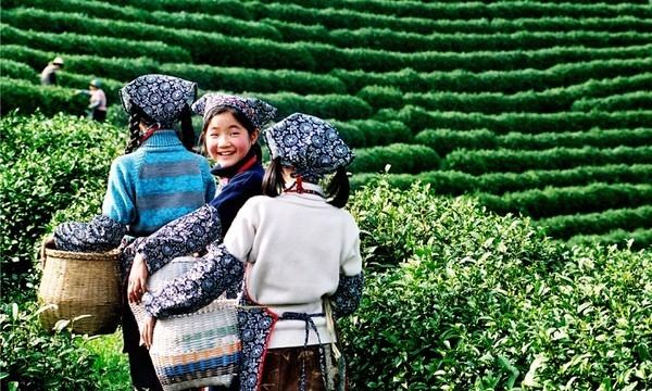 China is considered the cradle of tea culture in the world.