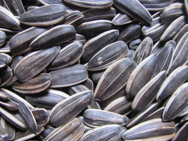 Eating sunflower seeds is good for the heart