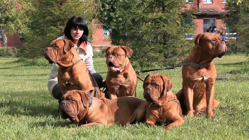 French Mastiffs with their beautiful owners