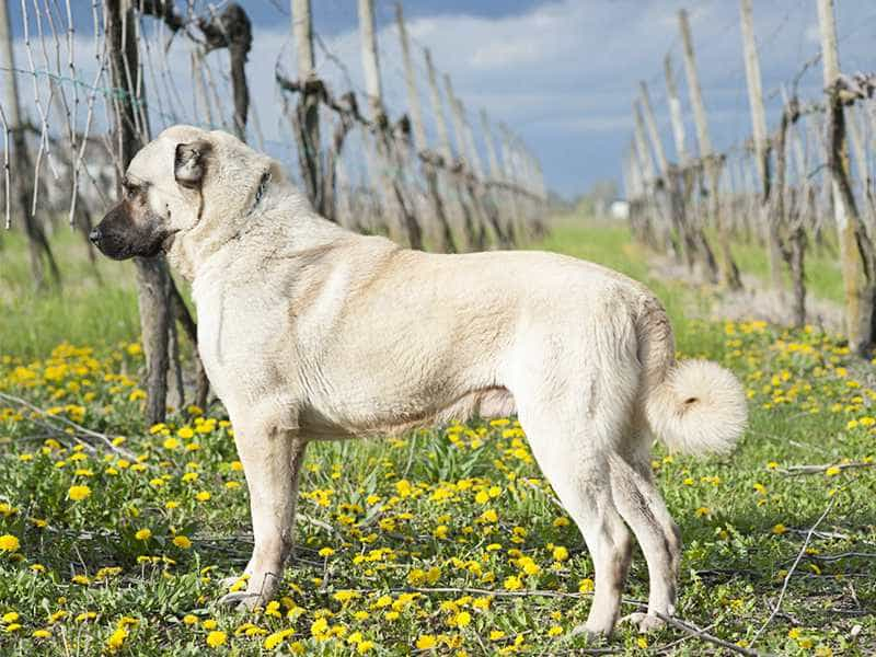 Turkish Shepherd Dog